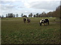 Grazing, Old Knebworth