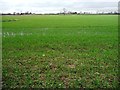 Waterlogged field, north of Cobcroft Lane