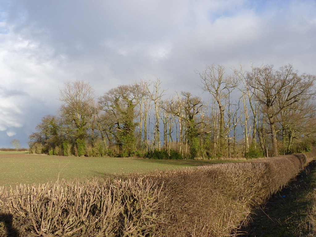 Marlpit Plantation © Alan Murray-Rust cc-by-sa/2.0 :: Geograph Britain ...