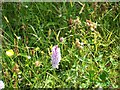 Natural meadow on the earthworks at the Mound of Down