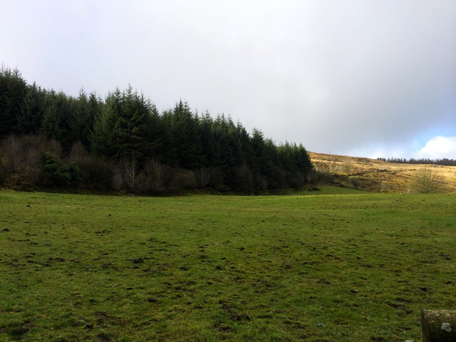 Camlough Forest