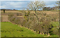 Fields and hedge, Ballymullan, Crawfordsburn