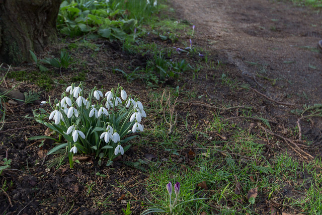 Snowdrops (gallanthus), Myddelton House, Enfield, Middlesex