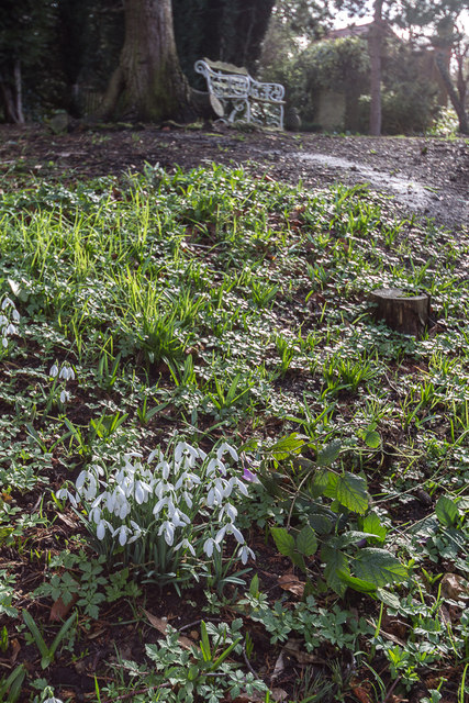 Snowdrops (gallanthus), Myddelton House, Enfield, Middlesex