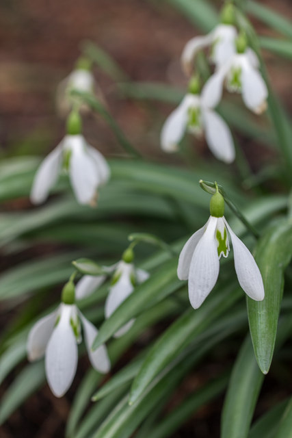 Snowdrops, Myddelton House, Enfield, Middlesex