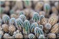 TQ3499 : Cactus in Greenhouse, Myddelton House, Enfield, Middlesex by Christine Matthews