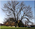 Black Poplars, Brookdale Park, Newton Heath