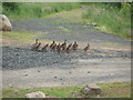 Family of ducks on the Blackloch Farm road