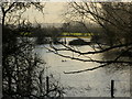 Two mallards on the flood