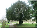 Tree in York Cemetery