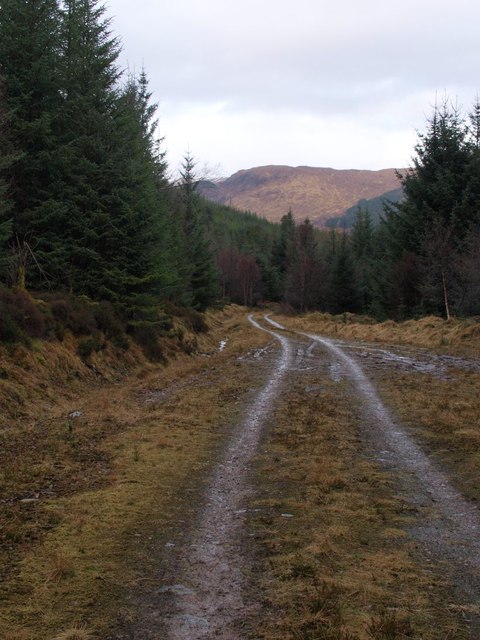 Glen Loy forest road