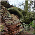 Gnarled beech in a bank