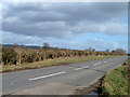 Trimmed hedge, Worminghall Road