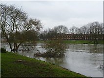 TQ1568 : Apartments at Hampton Court Palace seen across the Thames from Cigarette Island Park by Marathon