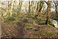 Footpath in Glen Wood, Glenluce