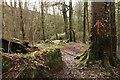 Footpath in Glen Wood, Glenluce