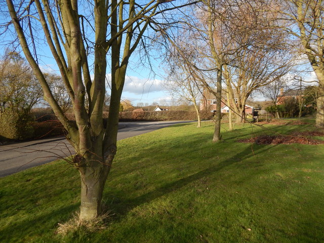 Trees at Polstead Heath village green
