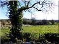 Tree, Curraghmulkin