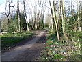 Path in Tower Hamlets Cemetery Park