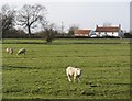 Grazing sheep, Perry Farm