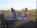 Horses near Northwick Road