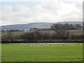 Swans, Bendochy