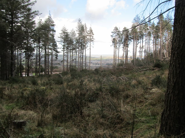 Cut-over section of Donard Wood above Shepherd's Lodge