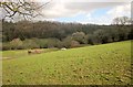 Harbourne River valley