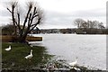 The River Thames at Spade Oak