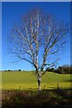 Silver birch tree beside Pilgrims