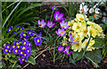 TQ2995 : Spring Flowers, London N14 by Christine Matthews