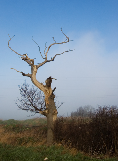 Dead tree, near Preston (E Yorks)