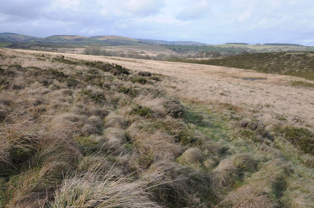 Upland grazing near Maelienydd