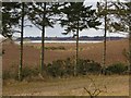 Windbreak near New Alyth