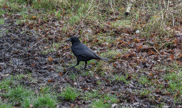 Crow foraging in Trent Park, Cockfosters, Hertfordshire