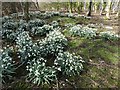 Snowdrops in Sutton Manor Wood