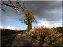 TL9442 : Tree on road towards the Village Hall by Hamish Griffin