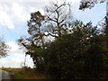 Trees opposite Lodge Farm, Edwardstone