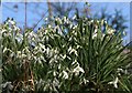 Snowdrops, Hollywood Lane