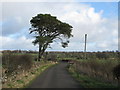 Tree overhanging Roman Road