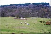 SD6477 : Sheep feeding near Springs Wood by Bill Boaden