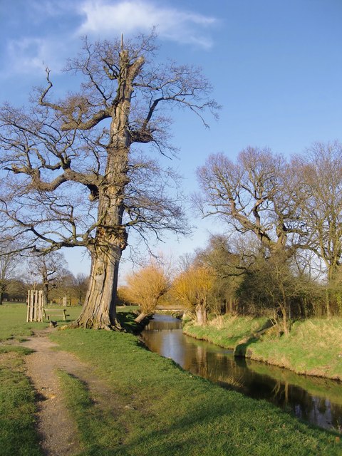 Oak and willows by Beverley Brook, February 2014