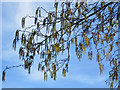 Alder catkins