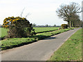 Flowering gorse bushes beside Broom Road