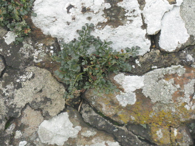 Wall-Rue and lichens on Airngath Hill
