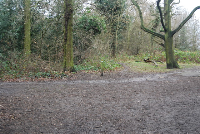 Green Chain Walk, Oxleas Wood