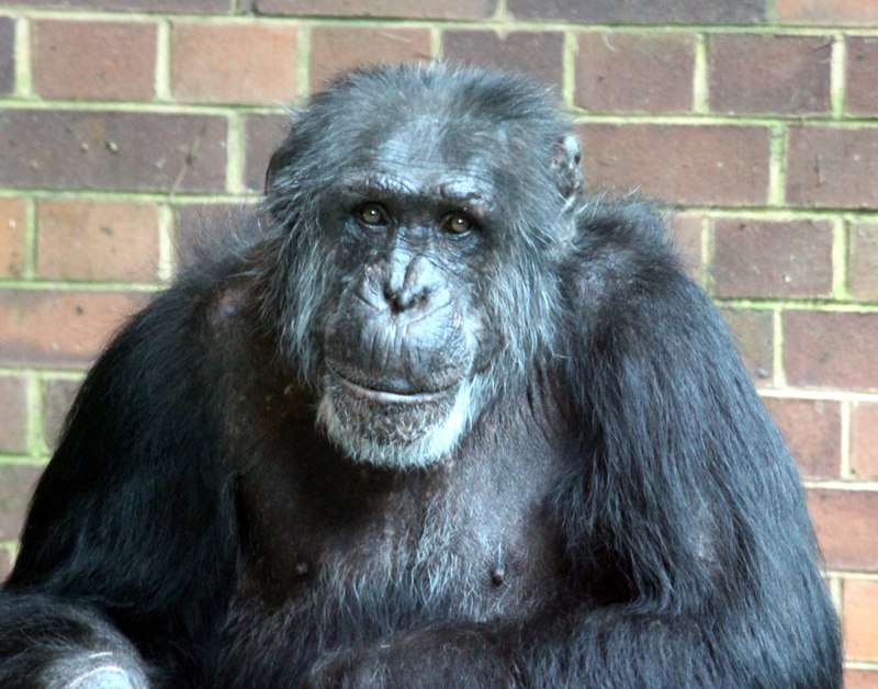 Boris the Chimp at Chester Zoo © Jeff Buck cc-by-sa/2.0 :: Geograph