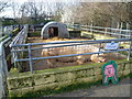 The pigs at Newham City Farm