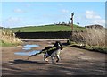 Dog with a very big stick