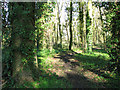 Footpath to Norwich Road